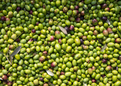 Le olive